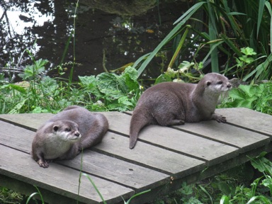 Otters at the Chestnut Centre
